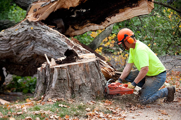 Best Tree Removal for Businesses  in USA